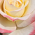 Sárga - rózsaszín - Teahibrid rózsa - Athena®